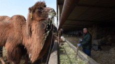 シルクロードのラクダ飼い