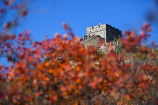 長城と紅葉が織り成す美　秋色に染まる八達嶺長城.jpg