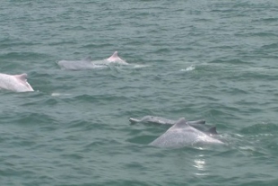 福建省厦門市近海で中華白イルカと出会う