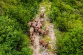 生態保護で顕著な成果を上げた中国　世界の生物多様性保護に新たな原動力を