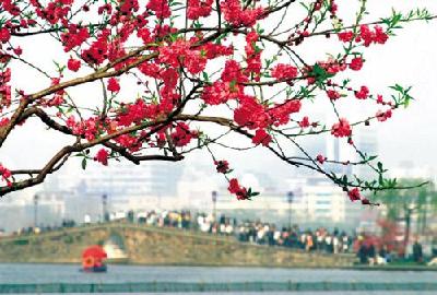 西湖春晓,春风得意，一同到杭州西子湖畔寻芳去,西湖,杭州,春游,踏春,桃花