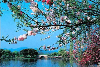 西湖春晓,春风得意，一同到杭州西子湖畔寻芳去,西湖,杭州,春游,踏春,桃花